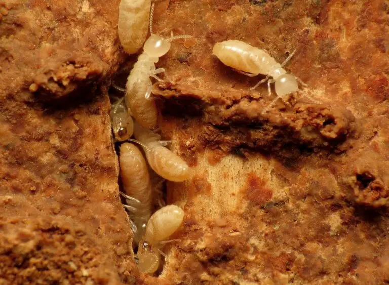 What Bugs Can Be Mistaken for Termites: How Do You Identify Termites