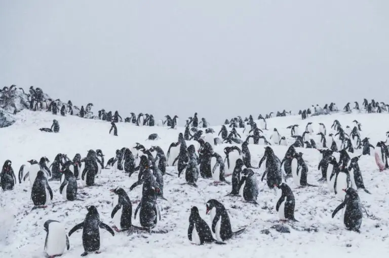 What’s in the Antarctic: A Frozen Wonderland of Surprises!