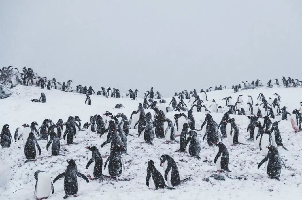 What's in the Antarctic - A Frozen Wonderland of Surprises