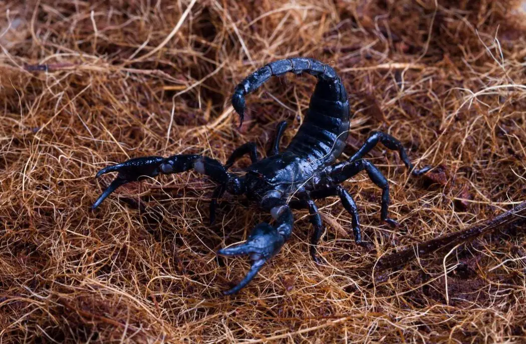 what do you do if you get stung by a scorpion-which scorpions are deadly to humans