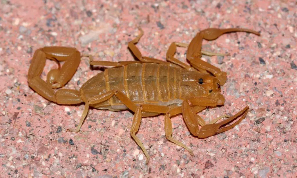 what do you do if you get stung by a scorpion-which scorpions are deadly to humans