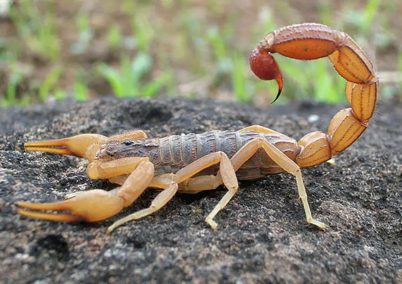 what do you do if you get stung by a scorpion-which scorpions are deadly to humans