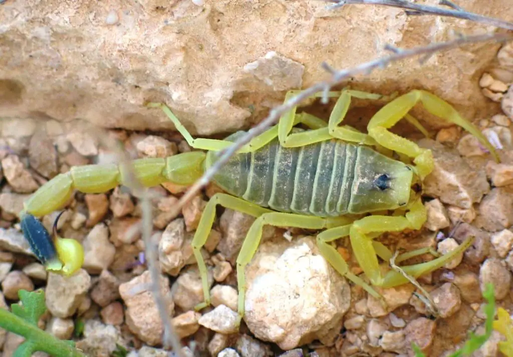 what do you do if you get stung by a scorpion-which scorpions are deadly to humans