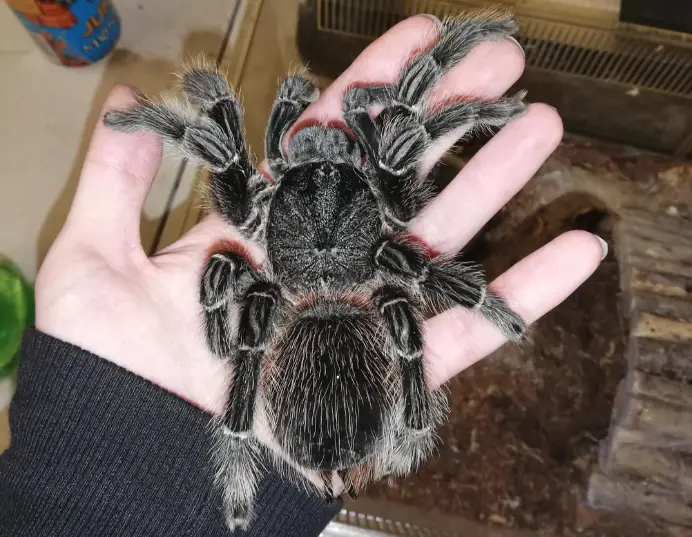 World’s 10 Biggest Spiders Revealed - Jaw-Dropping Photos and Facts from Across the Globe