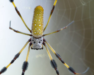 are banana spiders venomous-can banana spiders kill you