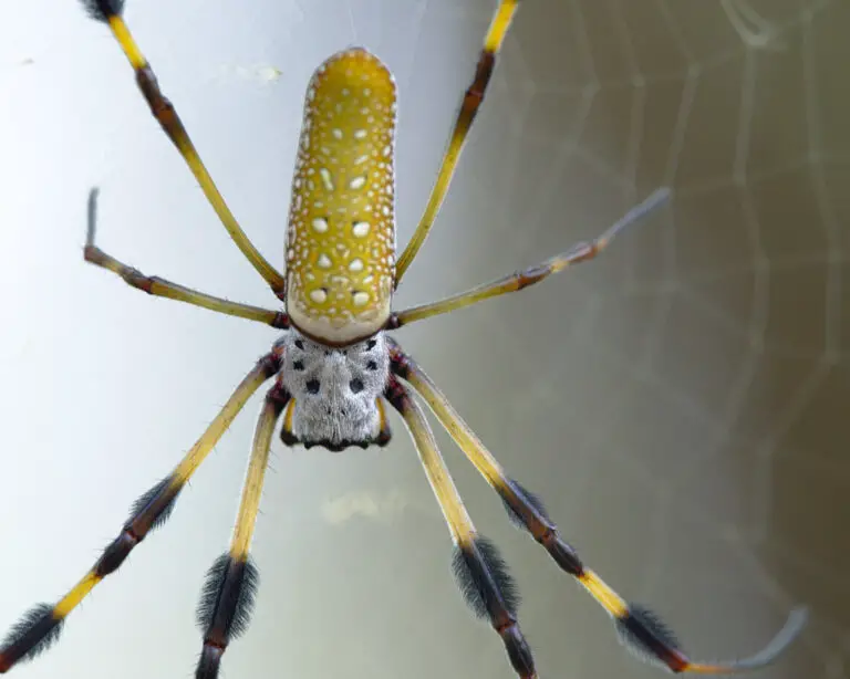 Are Banana Spiders Venomous – Can Banana Spiders Kill You?