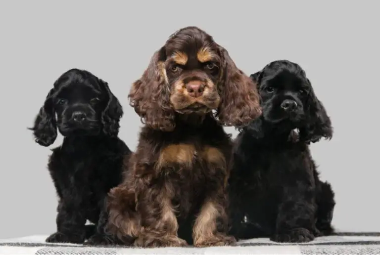 Are Cocker Spaniels Born with Tails?