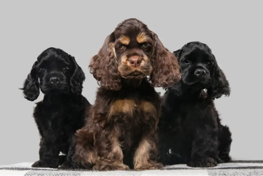 are cocker spaniels born with tails