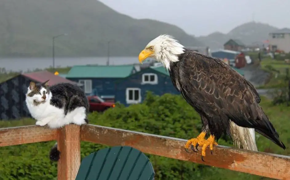 A Remarkable Encounter: Eagle, Fox, And Two Cats Unite On An Alaskan Porch  - Animal Behavior