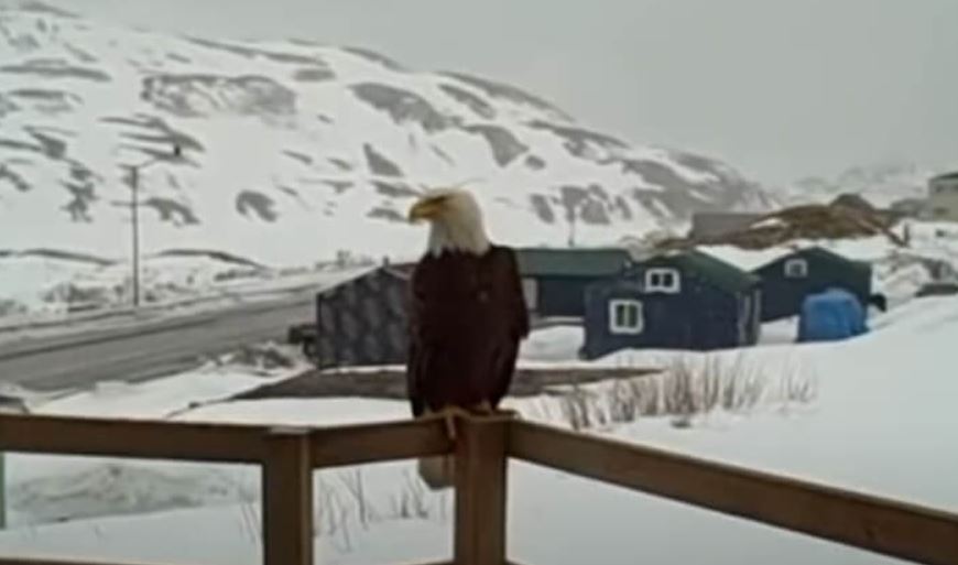 Experience the extraordinary: An unexpected encounter between an eagle, a fox, and two cats unfolds on an Alaskan porch. Discover the remarkable unity of nature in this heartwarming story.