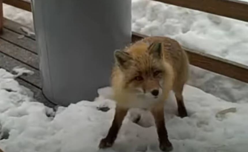 Experience the extraordinary: An unexpected encounter between an eagle, a fox, and two cats unfolds on an Alaskan porch. Discover the remarkable unity of nature in this heartwarming story.