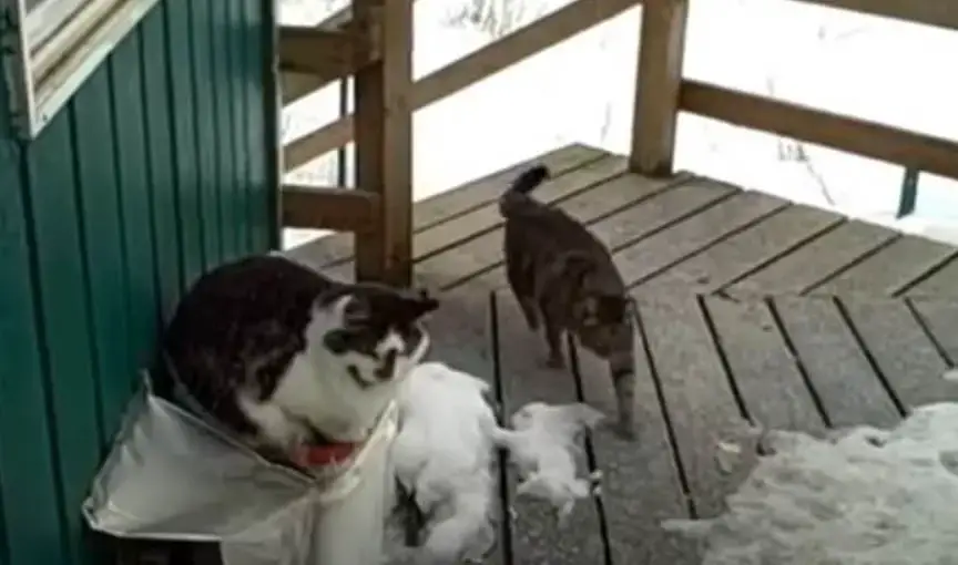 A Remarkable Encounter: Eagle, Fox, And Two Cats Unite On An Alaskan Porch  - Animal Behavior