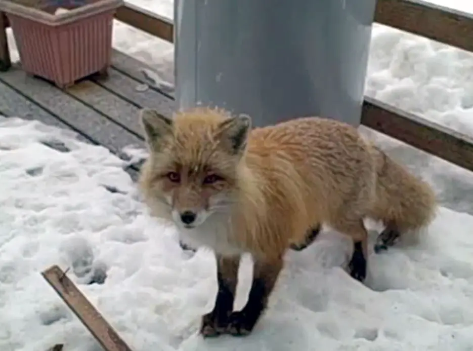 Experience the extraordinary: An unexpected encounter between an eagle, a fox, and two cats unfolds on an Alaskan porch. Discover the remarkable unity of nature in this heartwarming story.