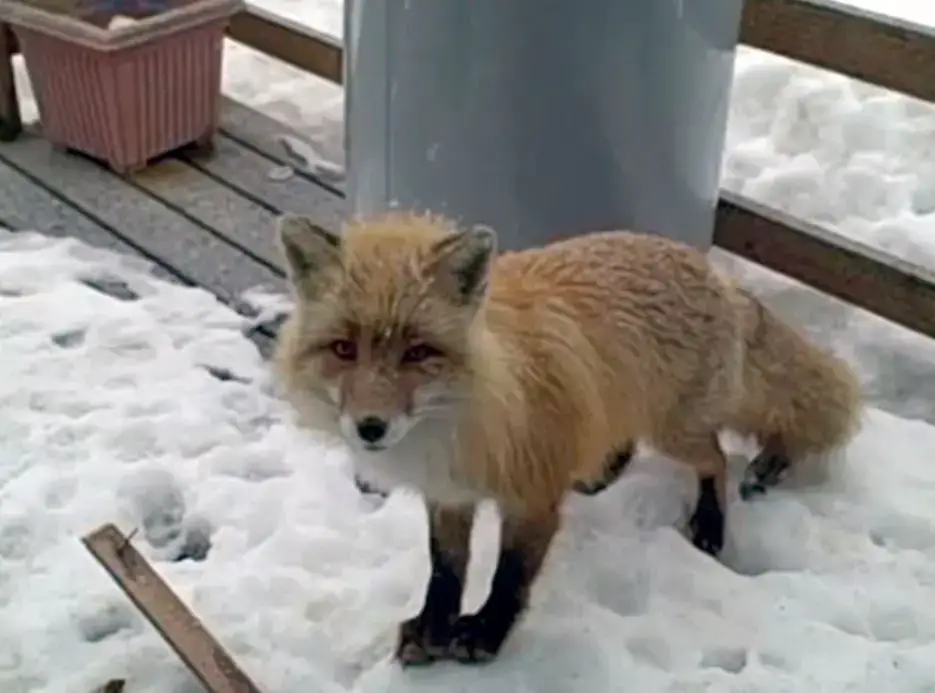 A Remarkable Encounter: Eagle, Fox, And Two Cats Unite On An Alaskan Porch  - Animal Behavior