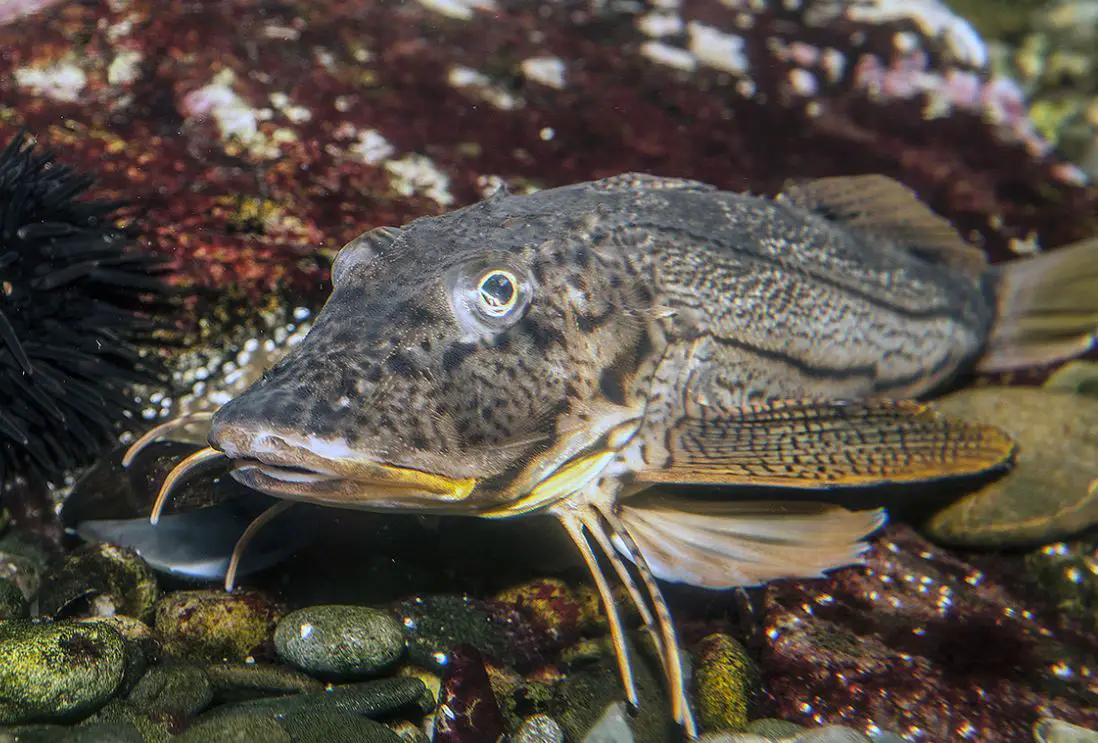 Are Sea Robins Poisonous - A Dive into the Myth