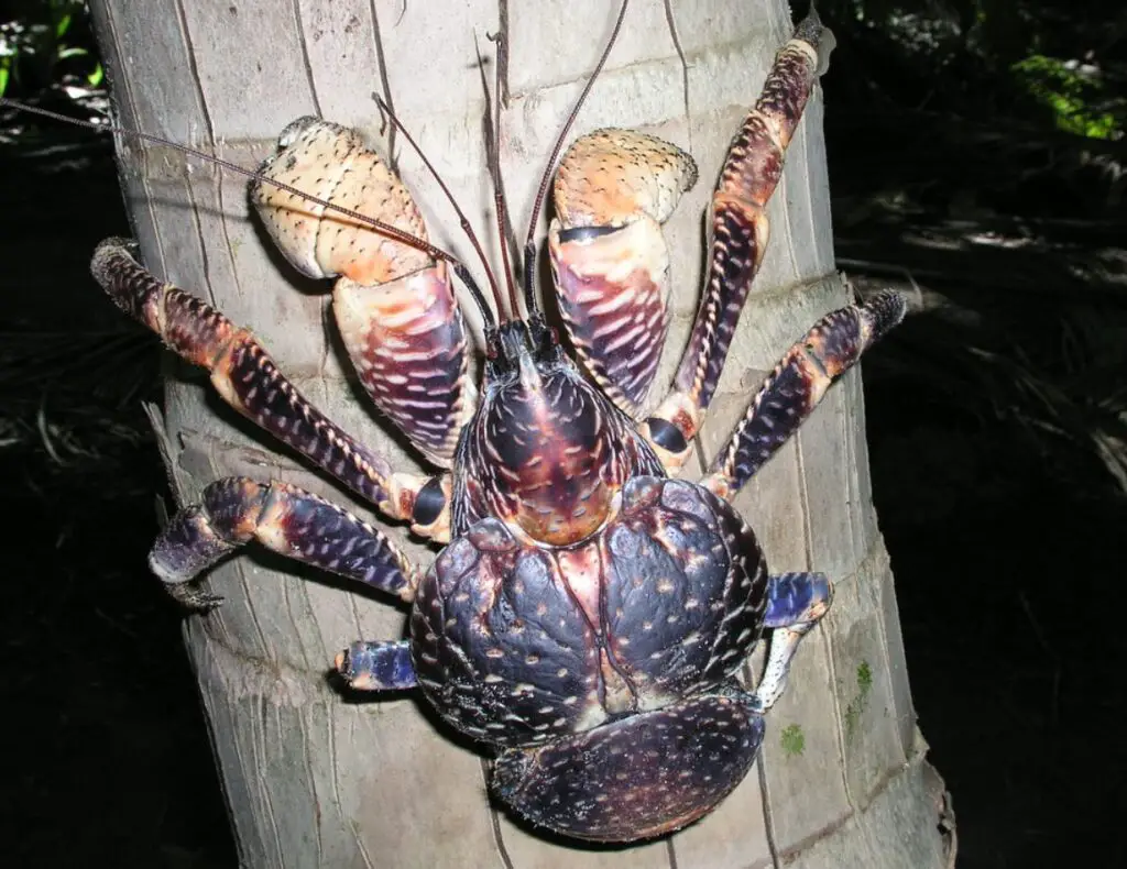 Hey there, nature lovers! Prepare to enter the captivating world of coconut crabs, nature's giant clawed marvels. Consider a creature with massive claws and the tenacity of a seasoned mountaineer when it comes to climbing trees.