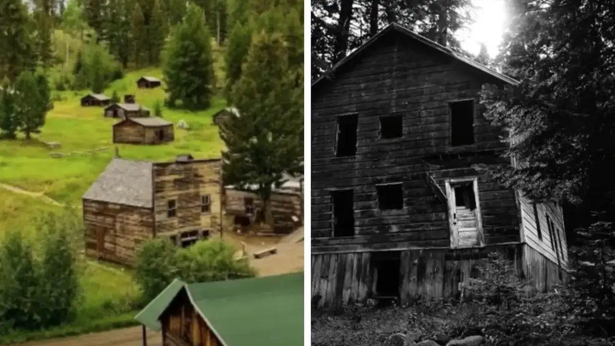 A Remarkable Encounter: Eagle, Fox, And Two Cats Unite On An Alaskan Porch  - Animal Behavior