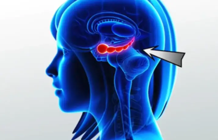 Man Has Just a Seven-Second Memory After Being Infected by a Virus Clive Wearing’s seven-second memory from herpes encephalitis shocks. Virus memory loss stole his past, yet music endures in this brain infection story.