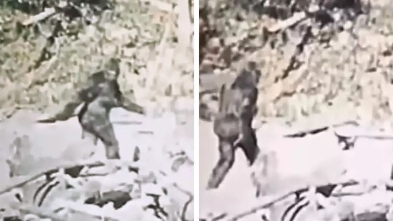 Stabilized Footage of Unidentified Subject - Filmmakers' Belief in Bigfoot