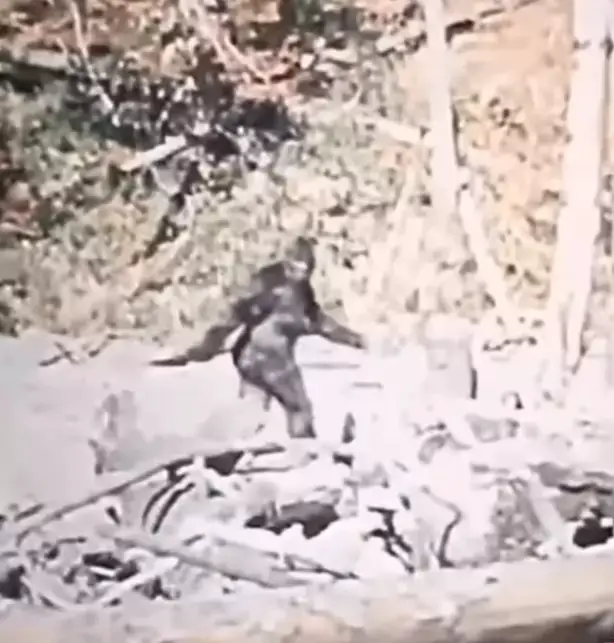 Explore captivating Stabilized Footage of an Unidentified Subject, sparking filmmakers' belief in the legendary Bigfoot. Uncover the intriguing world of cryptid mysteries in this unique footage.