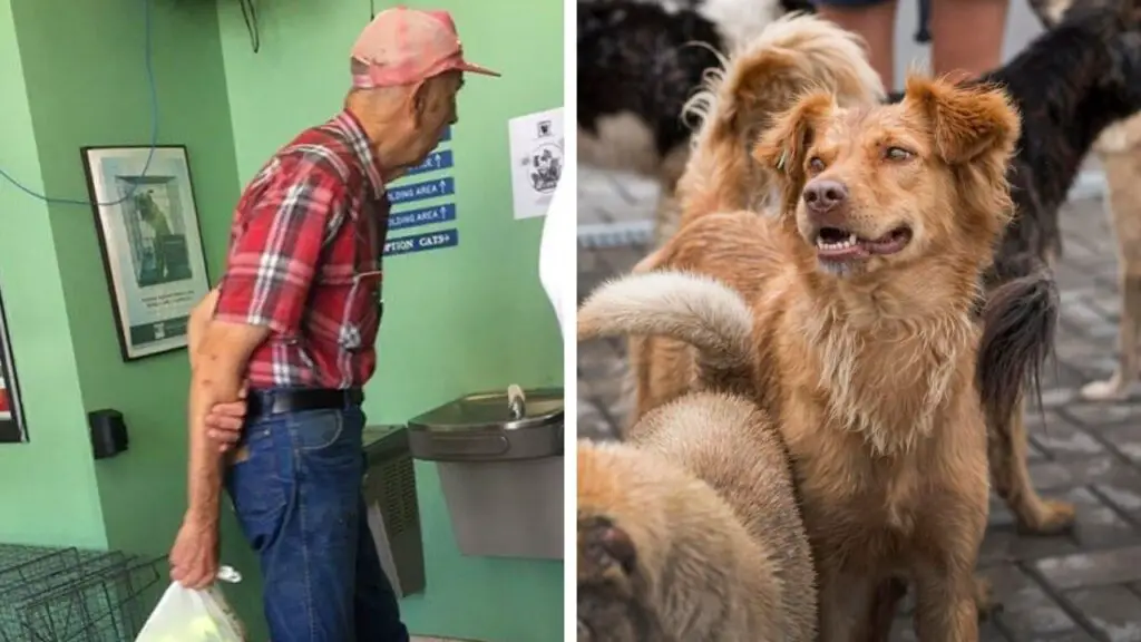 Unforgettable Moment When An Old Man Unveils His Bag At The Animal Shelter