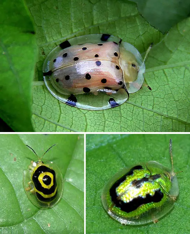 Discover 20 transparent animals that have mastered the art of camouflage. Explore the world of invisible creatures with this fascinating read. #TransparentAnimals #Camouflage #InvisibleCreatures #WildlifePhotography #AmazingNature