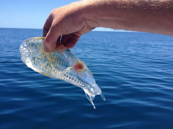 Discover 20 transparent animals that have mastered the art of camouflage. Explore the world of invisible creatures with this fascinating read. #TransparentAnimals #Camouflage #InvisibleCreatures #WildlifePhotography #AmazingNature