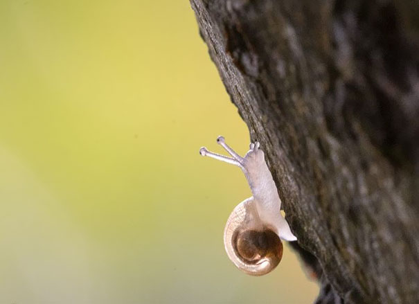 Discover 20 transparent animals that have mastered the art of camouflage. Explore the world of invisible creatures with this fascinating read. #TransparentAnimals #Camouflage #InvisibleCreatures #WildlifePhotography #AmazingNature