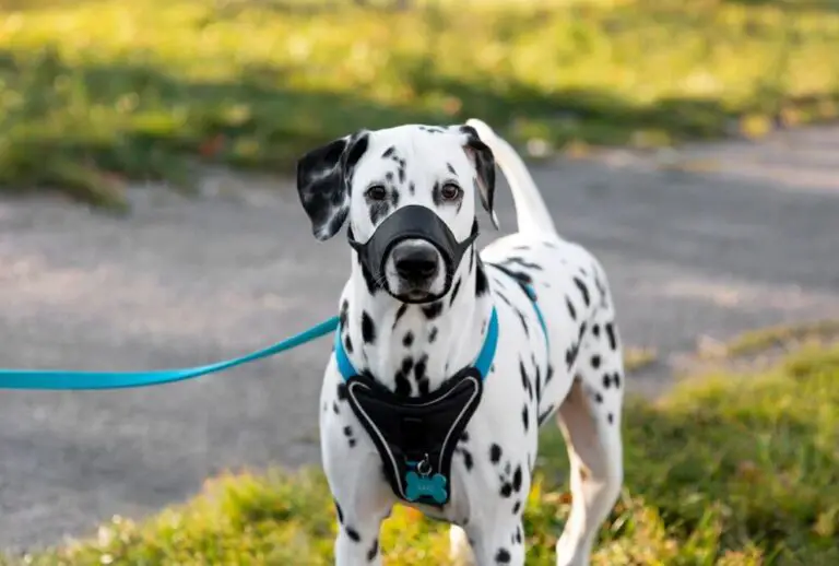 From Puppies to Pooches: The Best Dog Harness Options