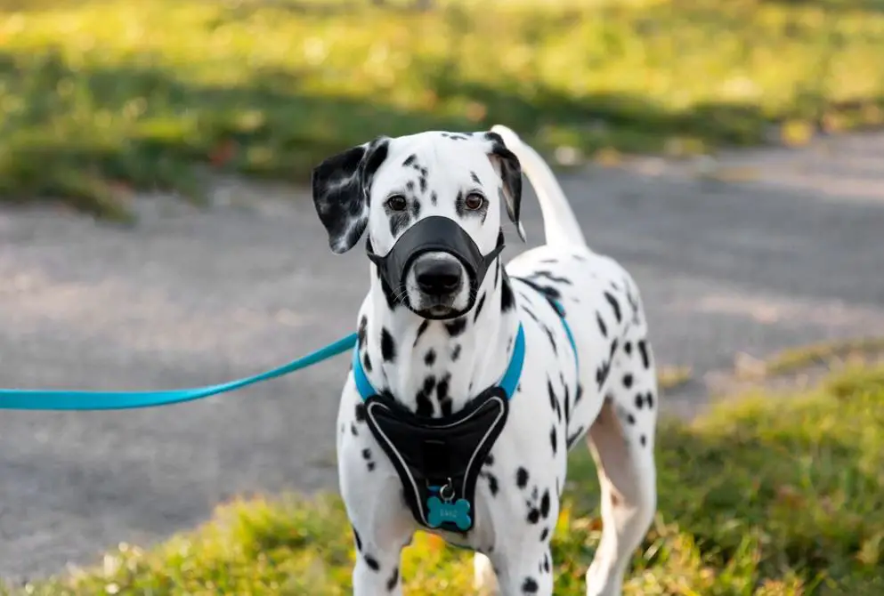 Choosing the right harness is essential for walking your furry companion. From puppies just starting their adventures to seasoned pooches, the right harness can make a world of difference. This article explores the various dog harnesses options available and provides you with valuable insights to help you make an informed decision for your canine friend.