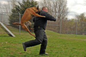 Getting a fair claim or justice after a dog bite can be challenging. This is normally the case after sustaining dog bites, with owners having leverage depending on the context. A great way to win the case is to hire a qualified attorney. They have the knowledge of maneuvering such cases, thus guaranteeing justice in desperate situations.