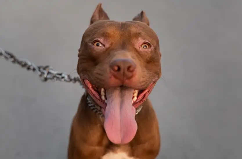 Why are pitbull so dangerous? – Understanding the Breed