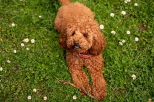 In canine companionship, few breeds evoke as much adoration and interest as the charming Goldendoodle. Goldendoodles, a crossbreed between a Golden Retriever and a Poodle, boast a delightful mix of intelligence, affection, and hypoallergenic traits. If you're considering welcoming one of these furry friends into your home, the journey begins with finding reputable breeders or adoption avenues. When searching for a “Goldendoodle Puppies for Sale Near Me” on the web, it's crucial to embark on this adventure armed with knowledge and discernment. This guide will navigate you through discovering and securing your Goldendoodle puppy, ensuring a joyful and fulfilling experience every step of the way.