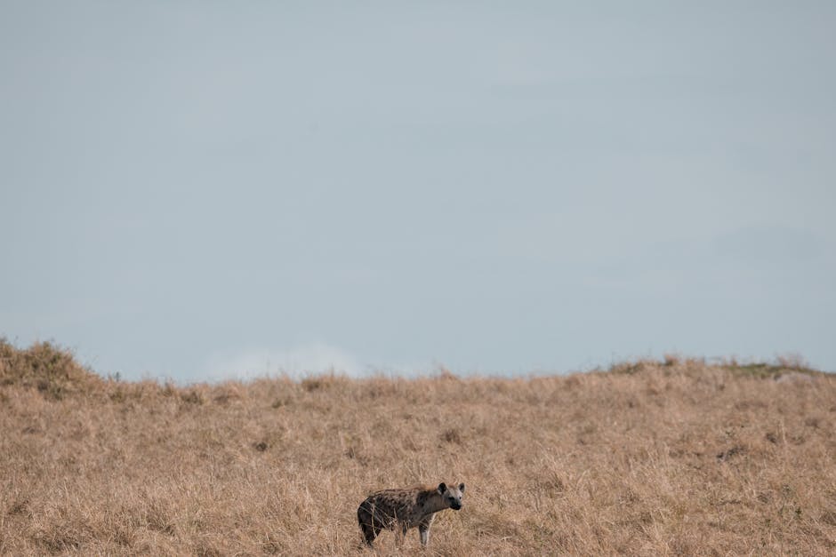 A spotted hyena in a shrinking natural habitat, threatened by human encroachment and habitat loss.
