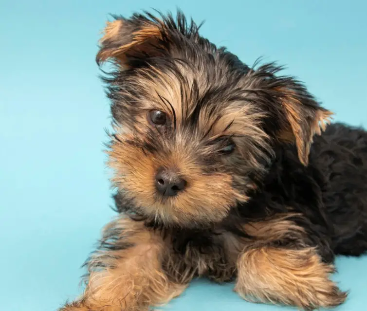 Terrier Breeds That Make Great Family Pets