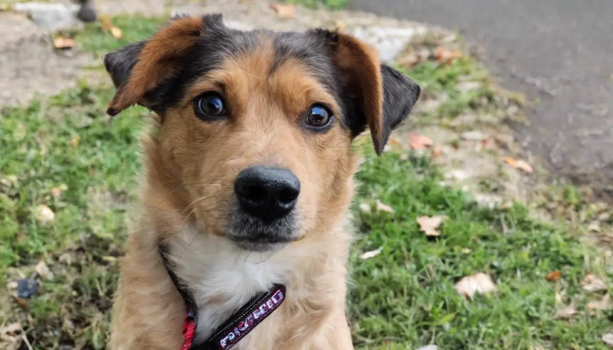 A rescued Poogle finding a loving forever home through adoption