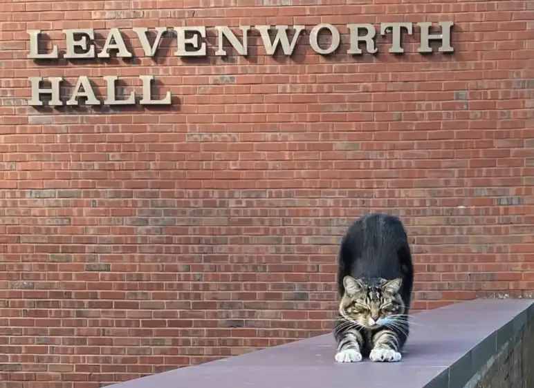 In a purr-fectly delightful twist, Max, a 6-year-old tabby cat, has been awarded an honorary degree by Vermont State University, earning the title of 'Doctor of Litter-ature'.