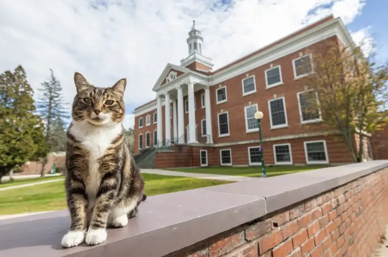 In a purr-fectly delightful twist, Max, a 6-year-old tabby cat, has been awarded an honorary degree by Vermont State University, earning the title of 'Doctor of Litter-ature'.