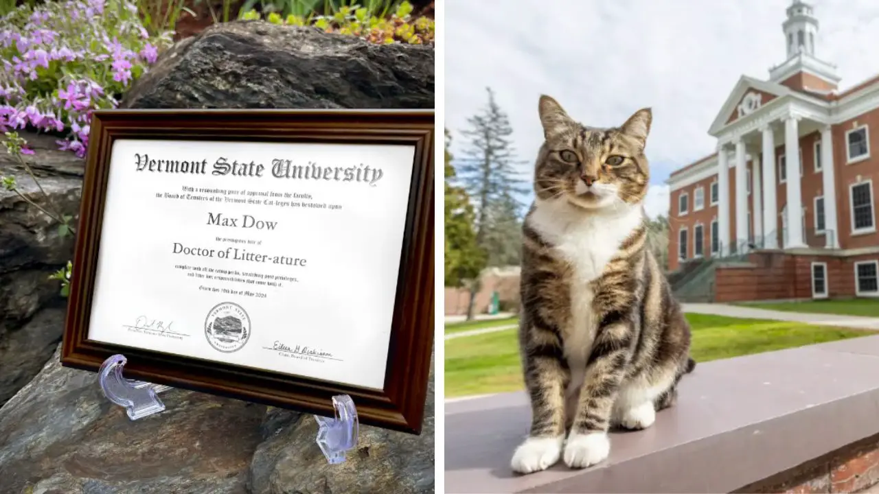 A Cat Just Earned His Doctorate from a Vermont University.