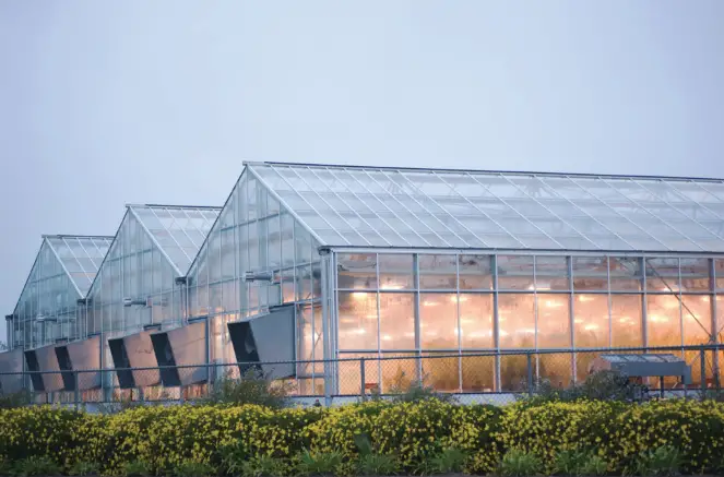 How To Choose The Right Greenhouse Covering For Your Operation?