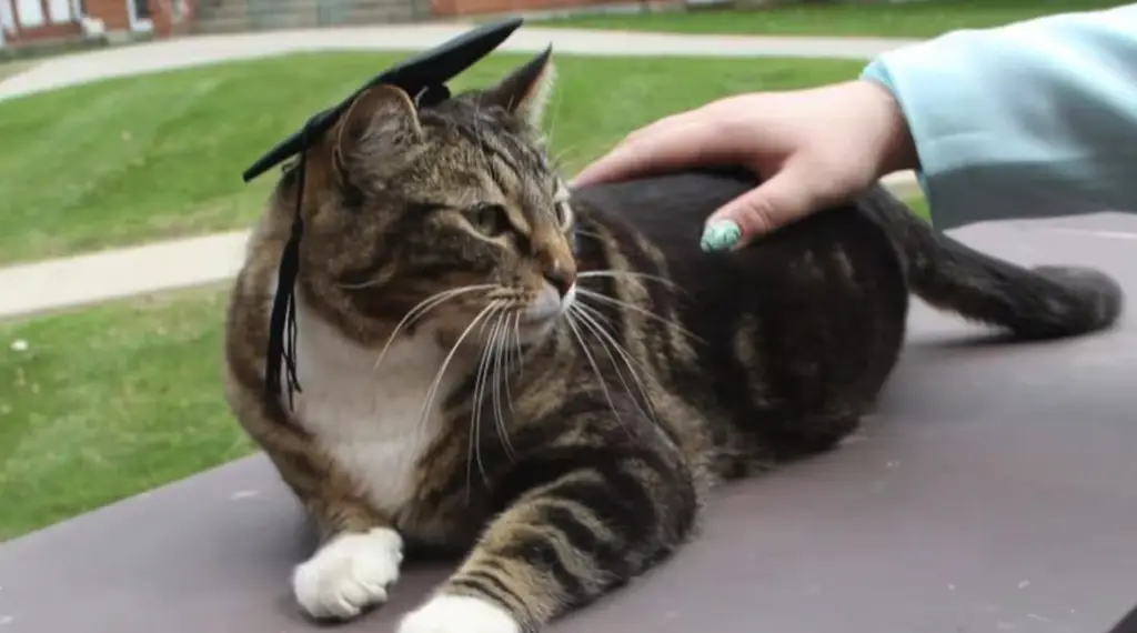 If you’ve ever been to a university and thought to yourself, "Gee, I wish I had a more interesting graduation story," then get ready to meet Max — the 6-year-old tabby cat who just earned a degree that’s literally out of this world… well, out of the litter box, at least. Meet Dr. Max, the Doctor of Litter-ature from Vermont State University. No, really, he has the honorary doctorate to prove it.