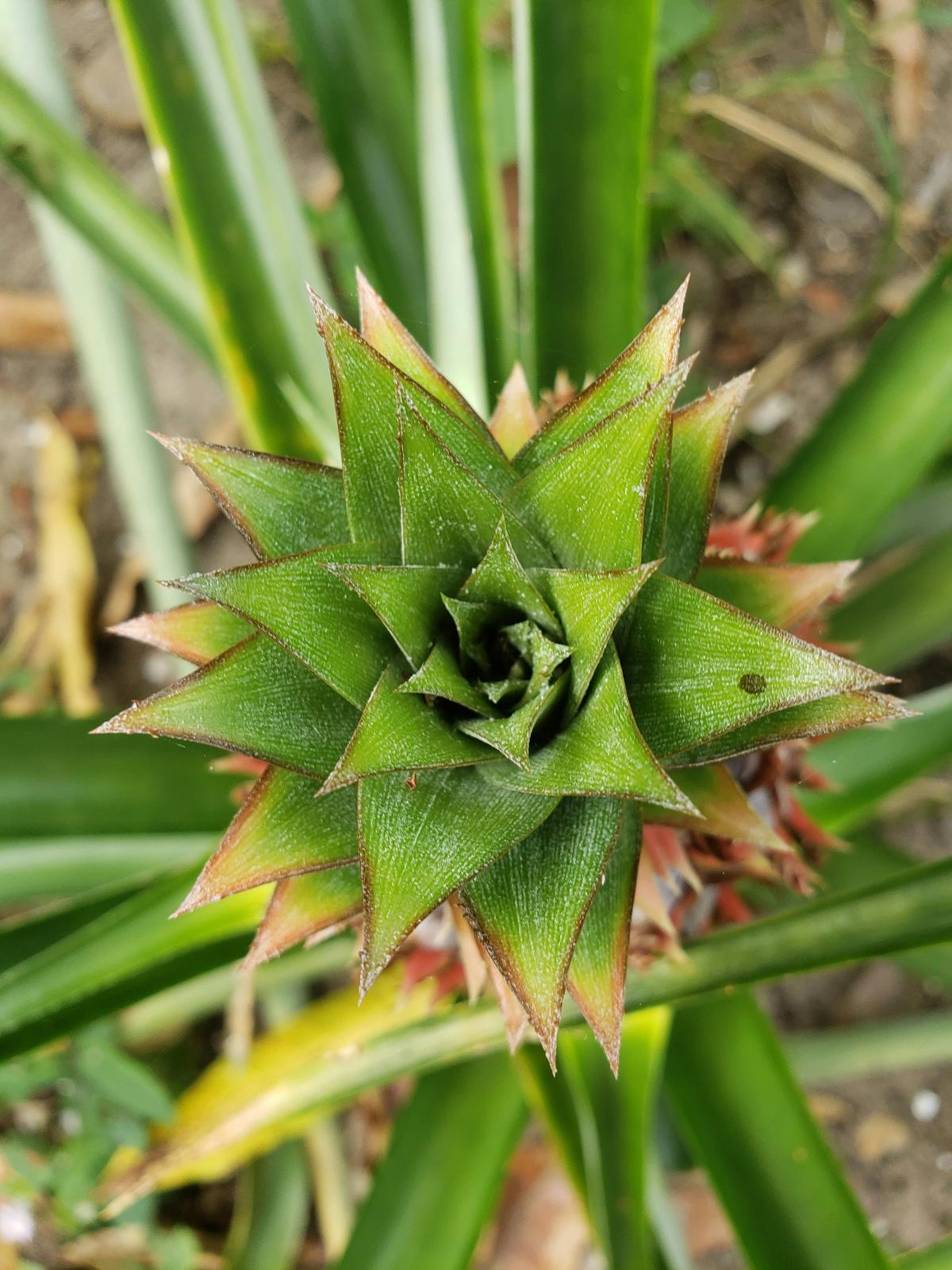 Detailed view of a pineapple plant's features