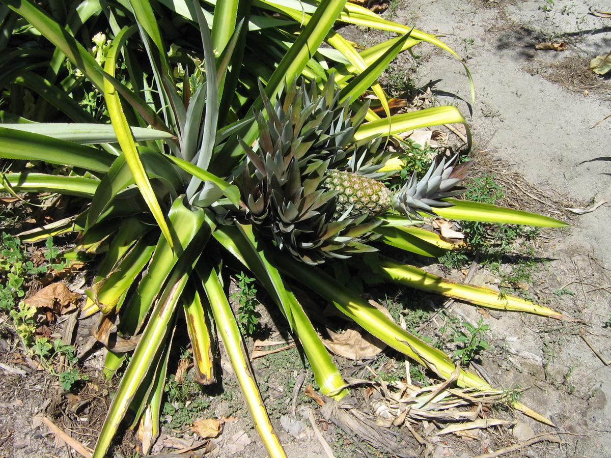 Various methods of pineapple propagation