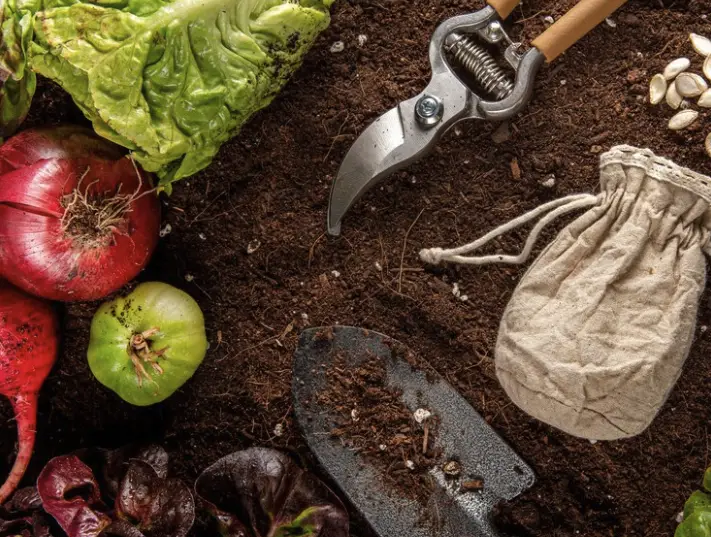 Fertilizing your vegetable garden can seem challenging. Applying too little can hinder plant growth, while over-fertilizing may cause damage. However, with a balanced approach, providing the right nutrients is straightforward. Proper fertilization is crucial for healthy plants, promoting vigorous growth and increased yields.