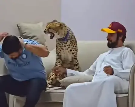 Viral Video: Man's Close Call with Cheetah Sparks Debate on Wild Animal Interaction Man’s risky cheetah petting attempt goes viral! Cheetah attack video sparks wild animal debate on exotic pet risks and animal welfare.