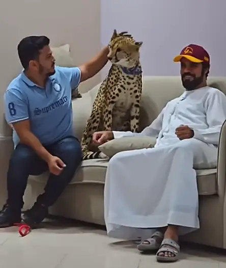 Viral Video: Man's Close Call with Cheetah Sparks Debate on Wild Animal Interaction Man’s risky cheetah petting attempt goes viral! Cheetah attack video sparks wild animal debate on exotic pet risks and animal welfare.