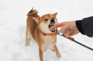 The US Centers for Disease Control (CDC) reported that over 4.5 million people are bitten by dogs every year and over 800,000 instances require medical attention. According to the National Library of Medicine, roughly 30 to 50 people die from dog bites each year.
