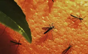 Mosquitoes and ticks can quickly turn outdoor spaces from enjoyable to irritating, not only disrupting activities but also posing health risks. Thankfully, there are effective treatment options to keep these pests at bay. By understanding these solutions, homeowners can take proactive steps to protect their yards and enjoy their outdoor areas safely.