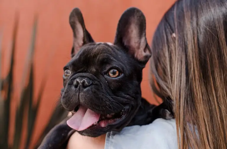 Know How To Introduce Your French Bulldog Puppy To Their First Harness