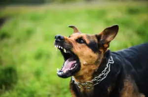 When you encounter an aggressive dog, it can be a traumatic experience, whether it results in a bite or a close call. The fear, confusion, and physical injuries associated with such incidents can leave lasting effects. Therefore, knowing how to handle the aftermath is essential for your recovery and peace of mind. Here's a guide on how to move forward after facing an aggressive dog, including when to seek legal help if you've been bitten.